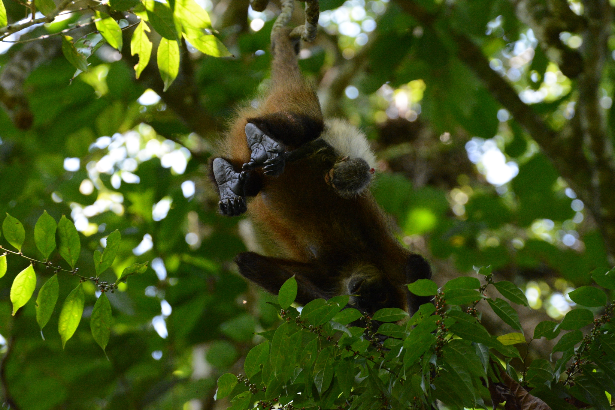 Nikon D5200 sample photo. Spider-monkey with her baby photography