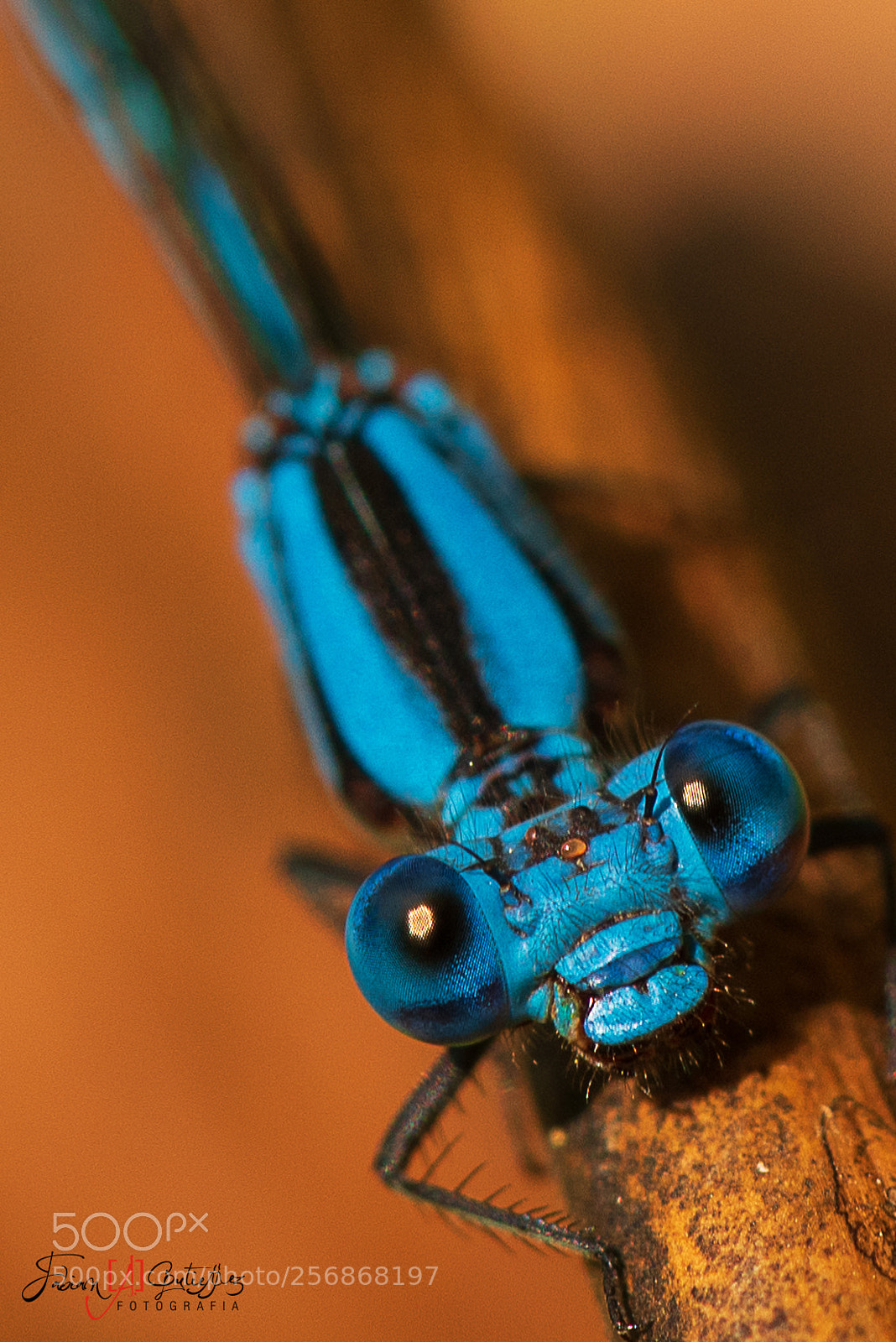Nikon D750 sample photo. En los ojos de photography