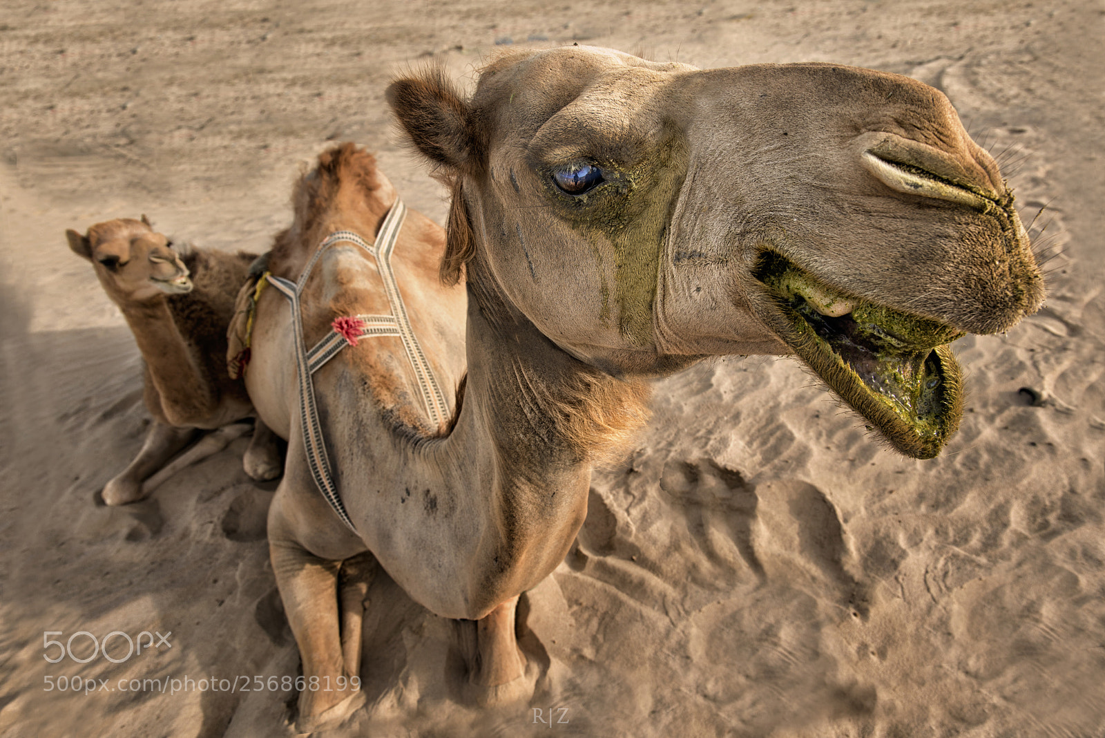 Nikon D750 sample photo. Mother and child photography