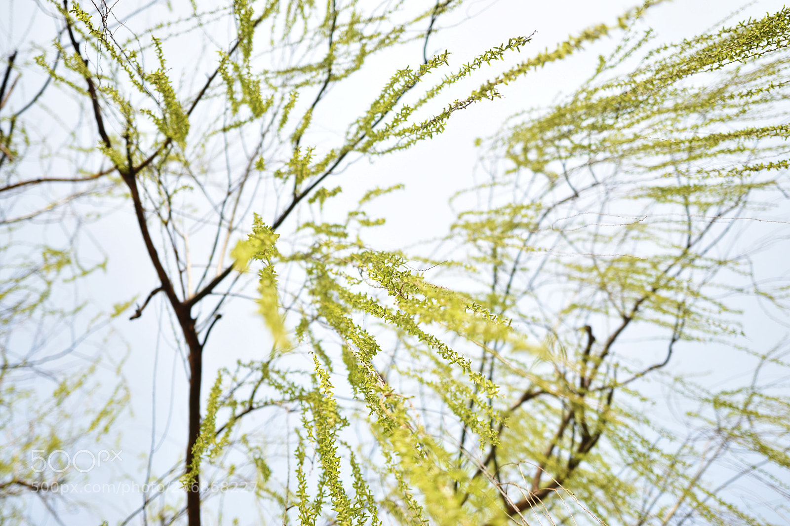 Nikon D5500 sample photo. Edit photography