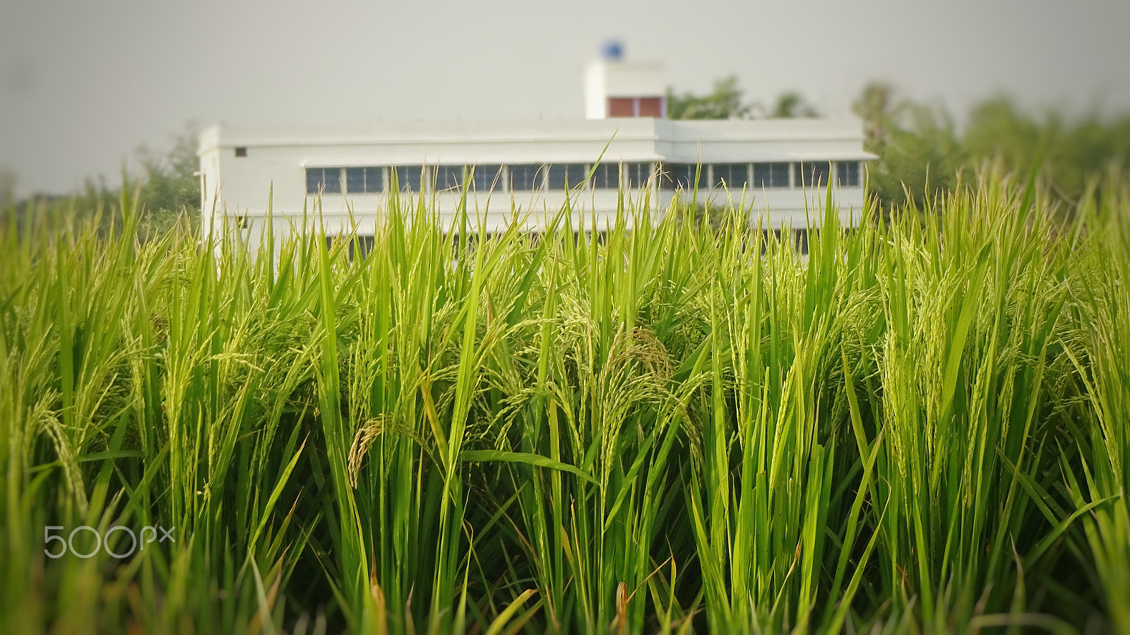 Sony Cyber-shot DSC-WX220 sample photo. Rice field photography