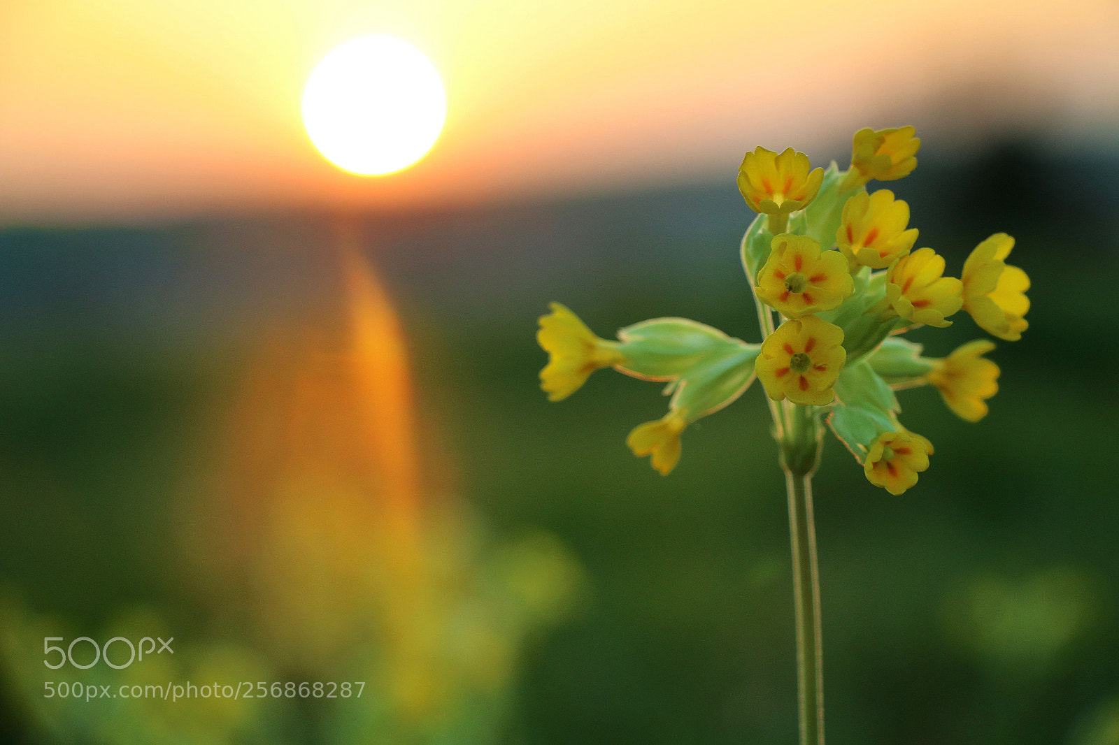 Canon EOS 70D sample photo. Sunset on the common photography