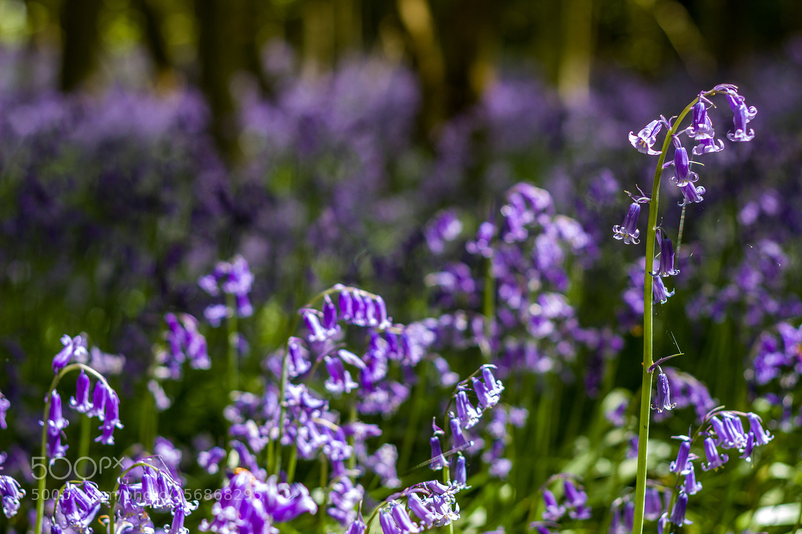 Canon EOS 600D (Rebel EOS T3i / EOS Kiss X5) sample photo. Bluebells photography