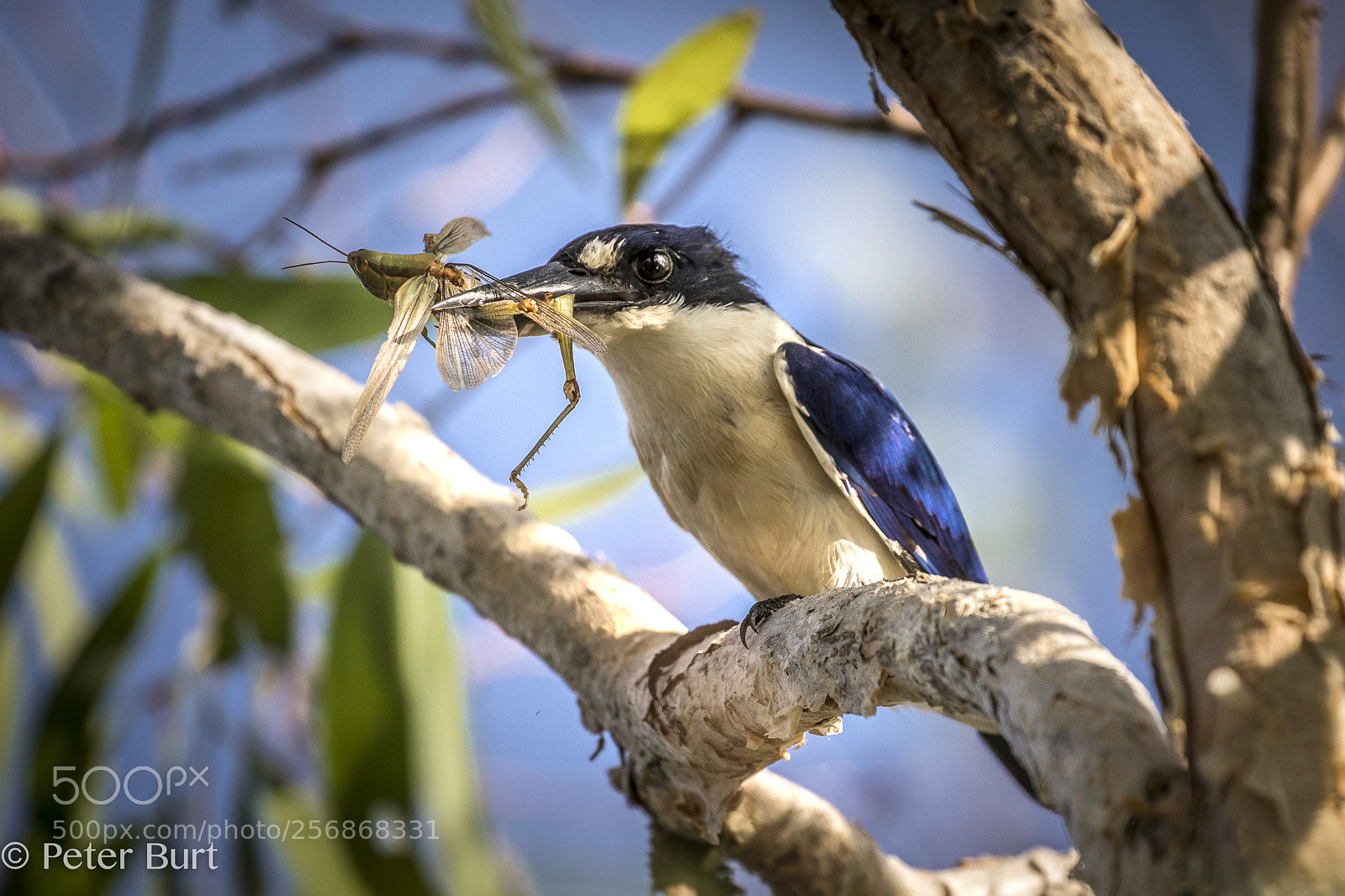 Canon EOS 5D Mark IV sample photo. Kingfisher feeding photography