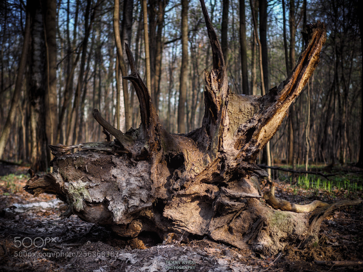 Olympus OM-D E-M1 sample photo. Stump photography