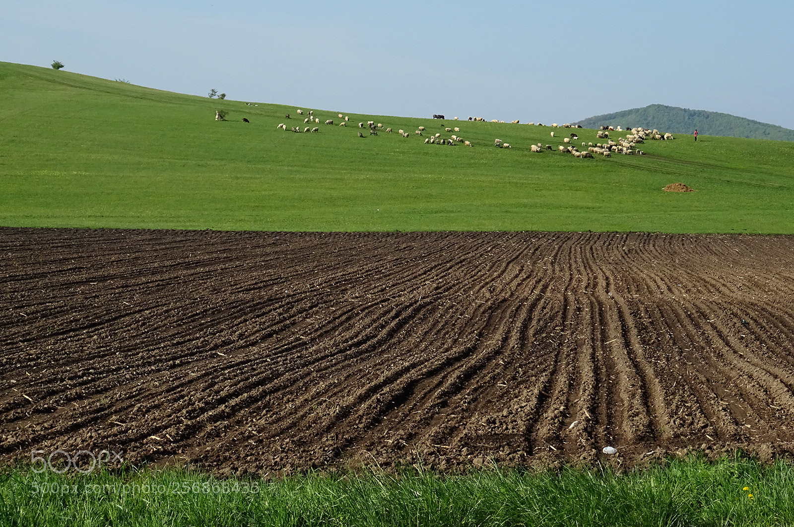 Sony DSC-HX60 sample photo. Sheeps on the field photography