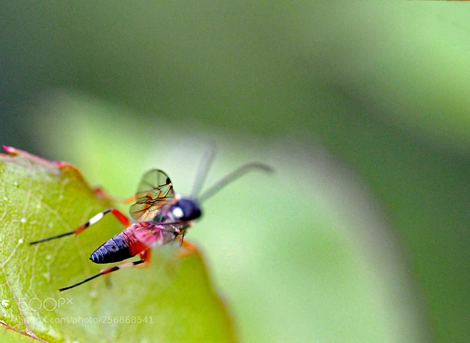 Olympus OM-D E-M5 II sample photo. Beginning take-off. photography