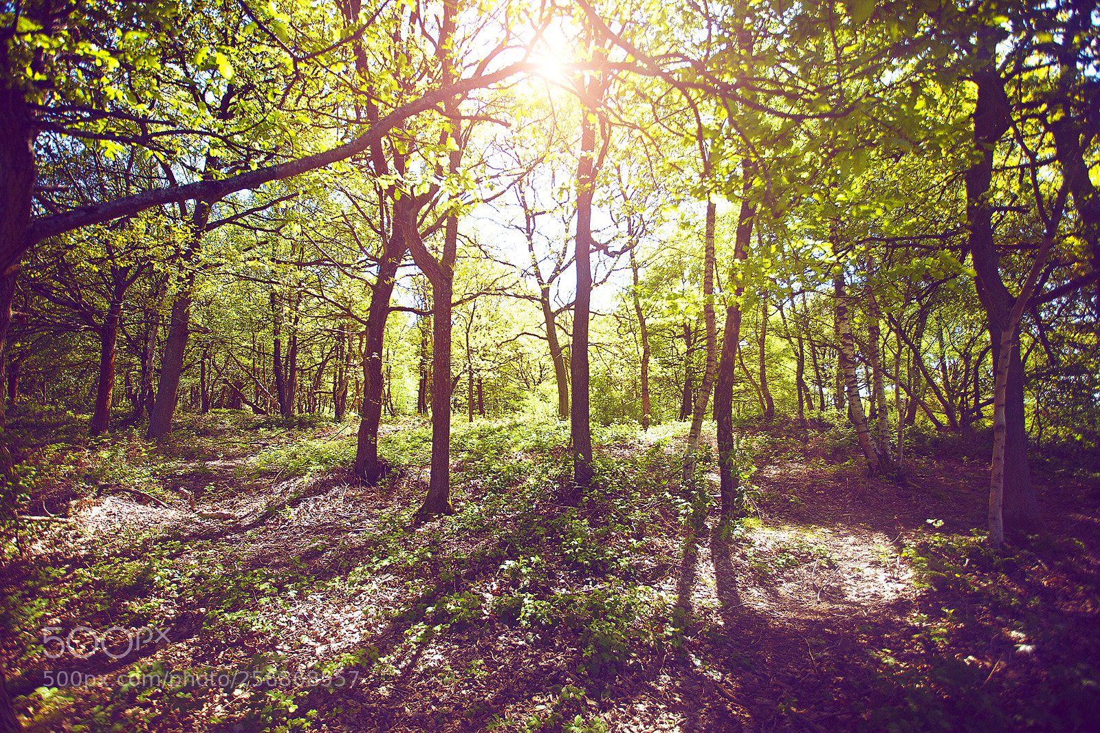 Canon EOS 5D Mark II sample photo. Into the woods photography