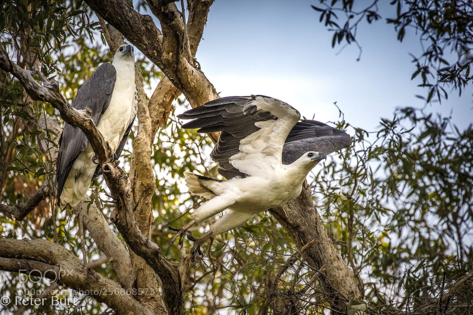 Canon EOS 5DS R sample photo. Sea eagle taking off photography