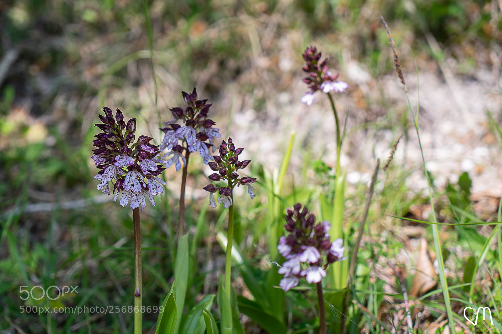 Sony a7 II sample photo. Orchidée photography