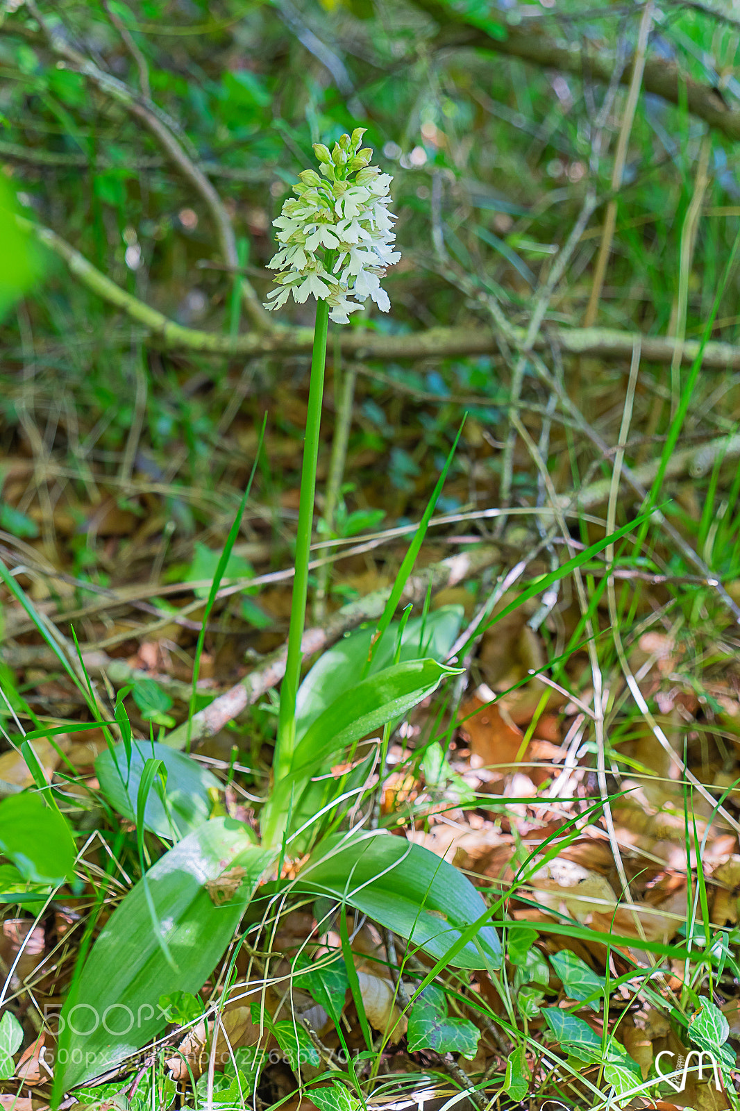 Sony a7 II sample photo. Orchidée photography