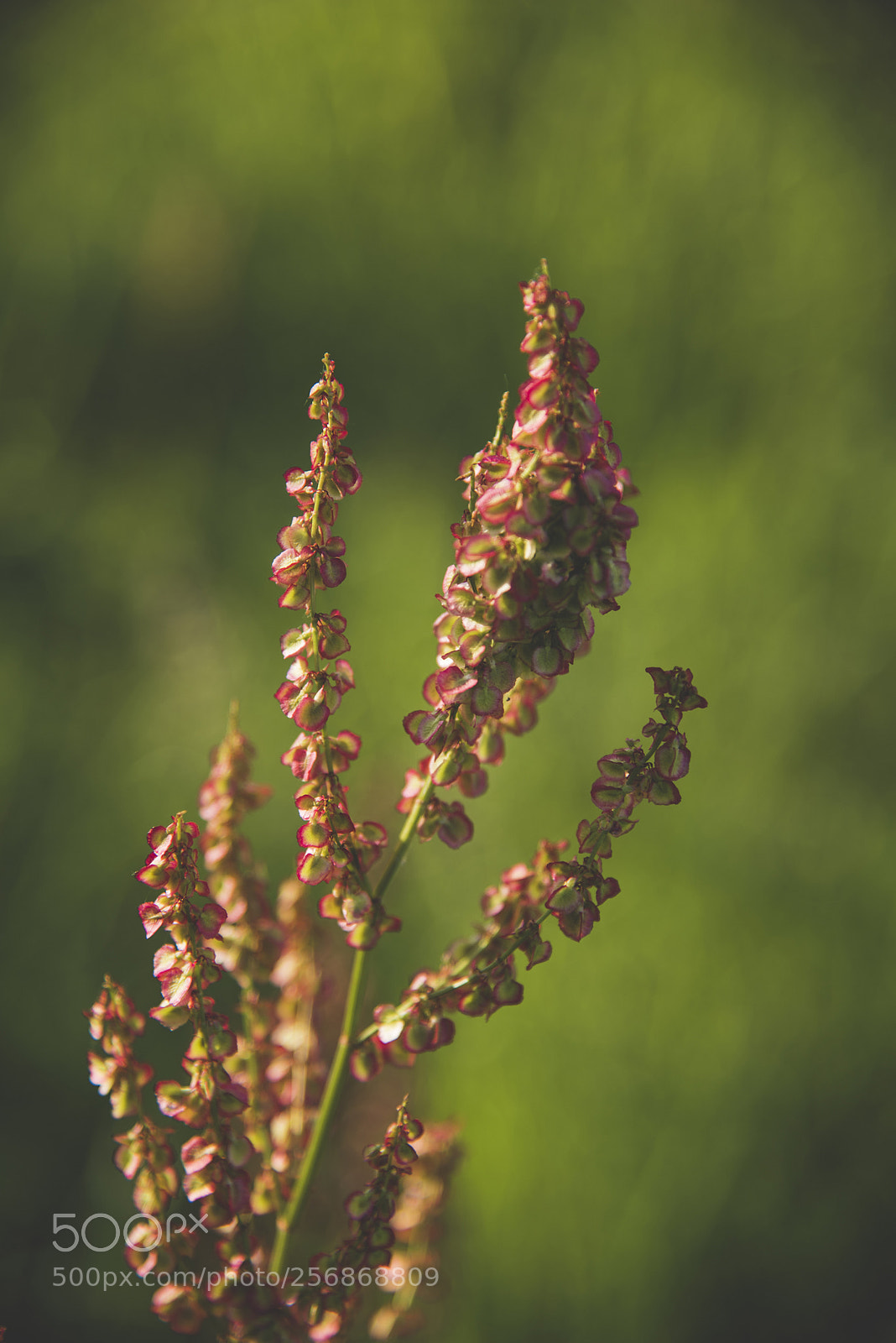 Nikon D750 sample photo. Seeds photography