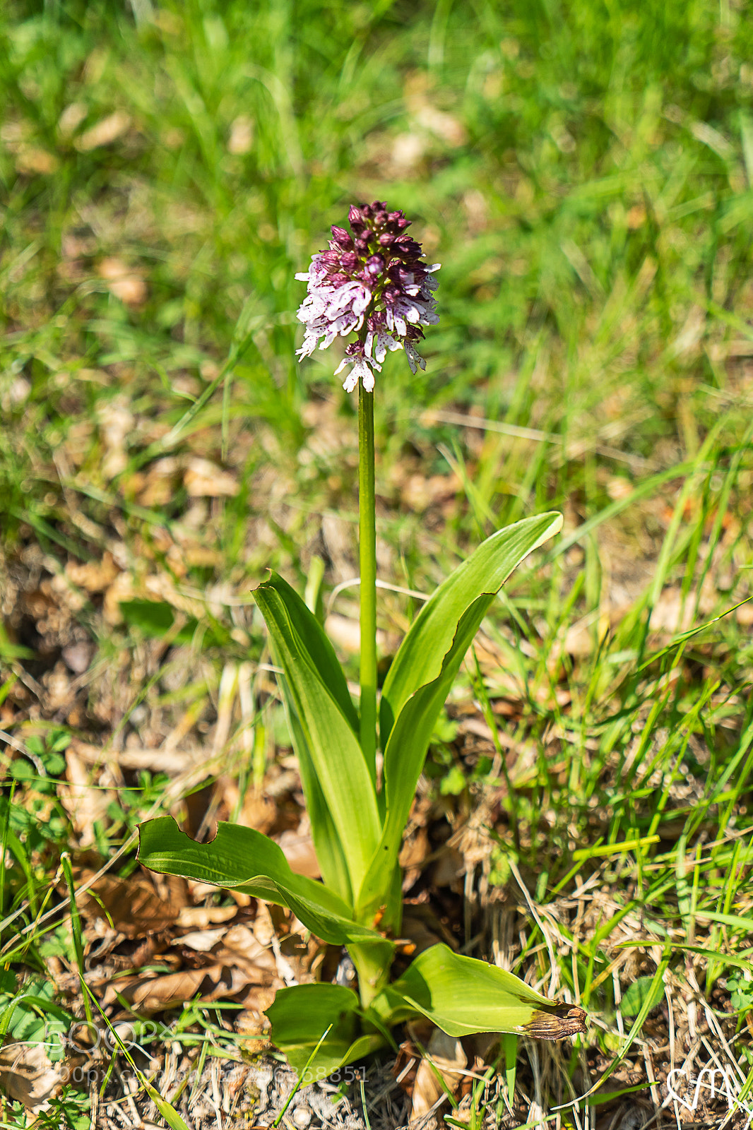 Sony a7 II sample photo. Orchidée photography