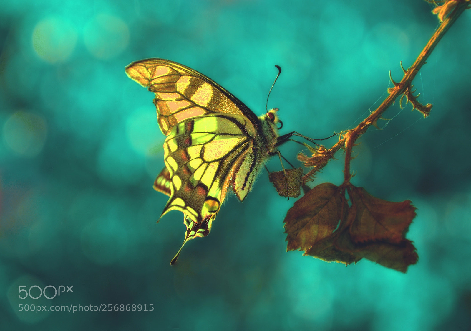 Nikon D3300 sample photo. Swallowtail 2.0 photography