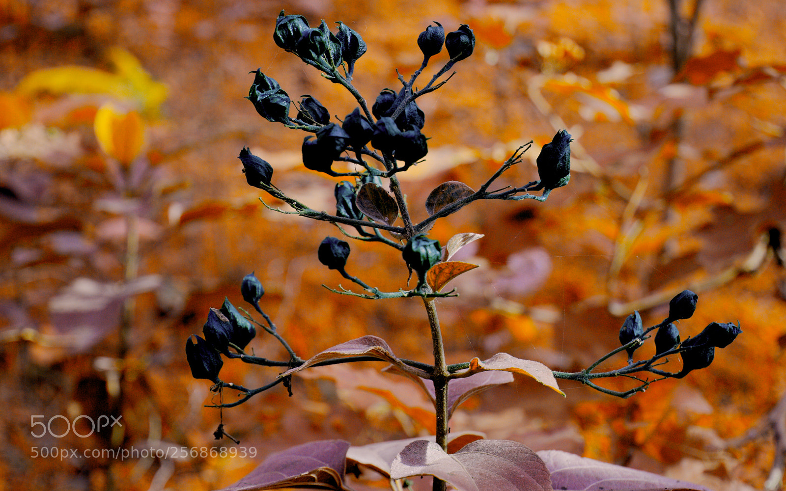 Nikon D3200 sample photo. Autumn photography