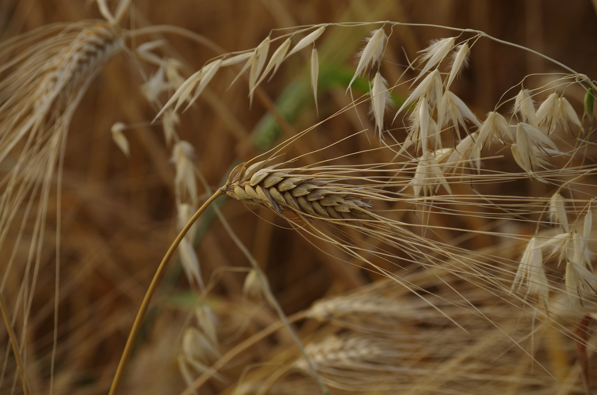 Pentax K-50 sample photo. Wheat photography