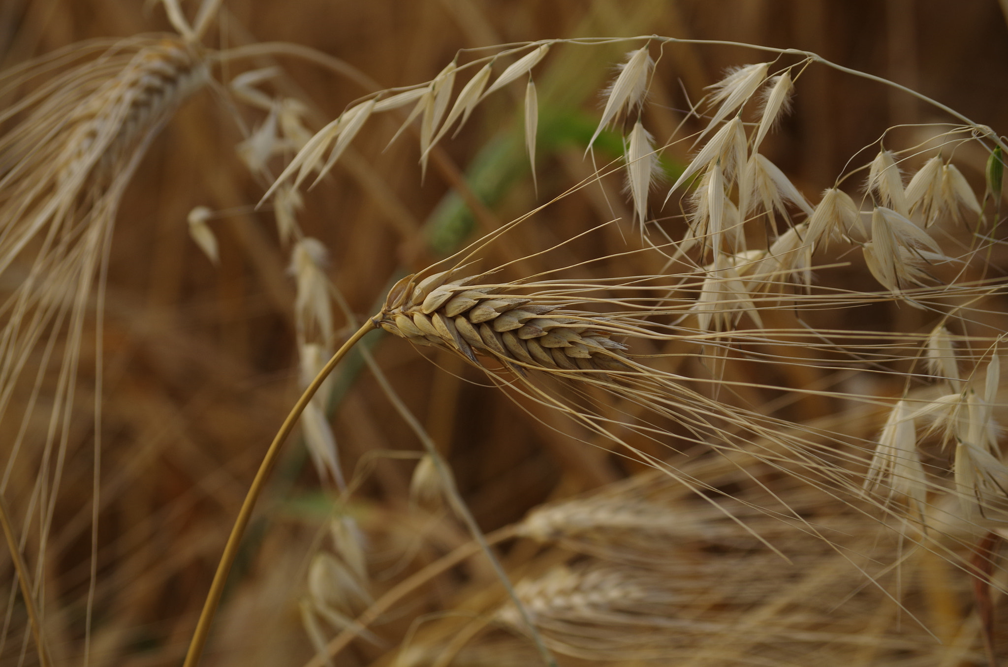 Pentax K-50 + smc Pentax-DA L 50-200mm F4-5.6 ED WR sample photo. Wheat photography