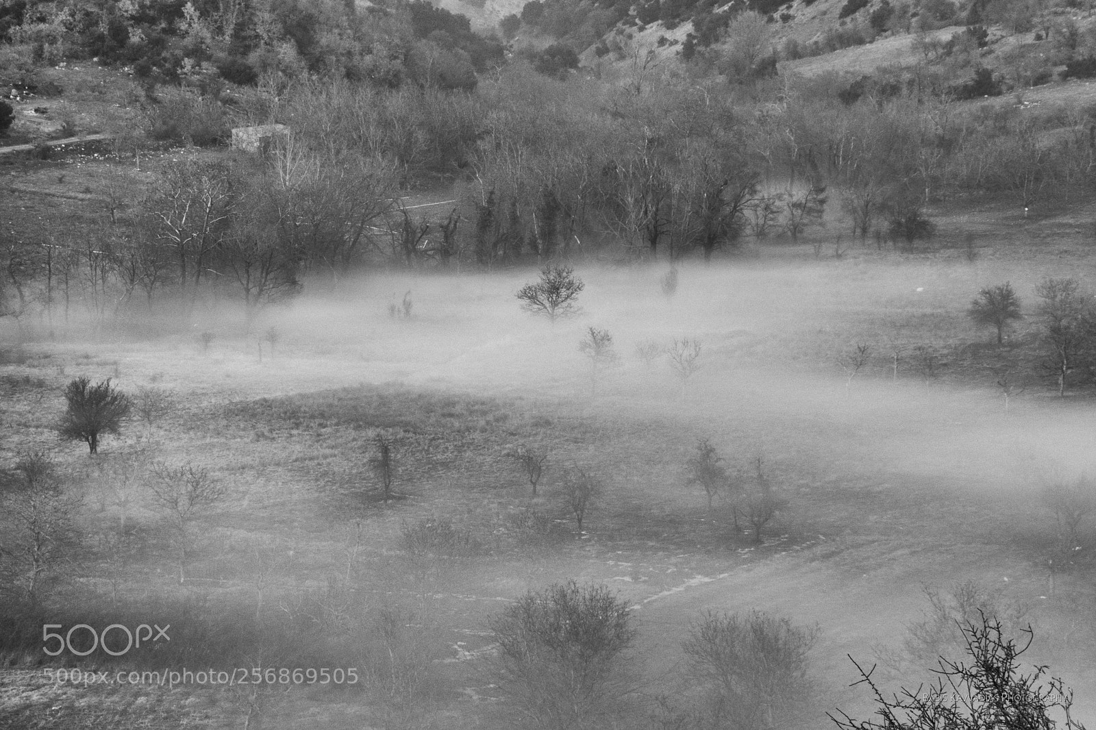 Nikon D7200 sample photo. In the mist photography