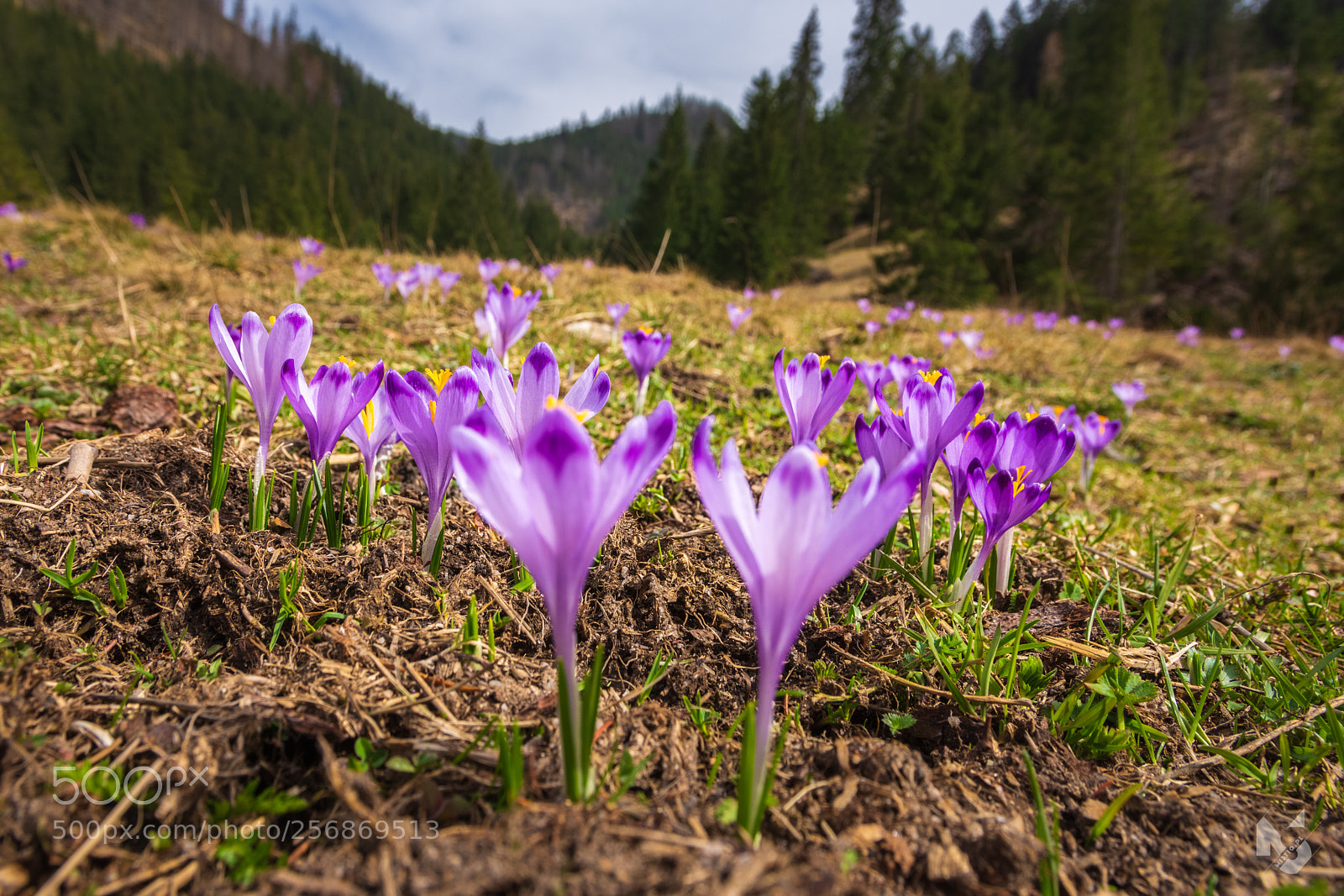 Nikon D7200 sample photo. Spring flowers in tatra photography