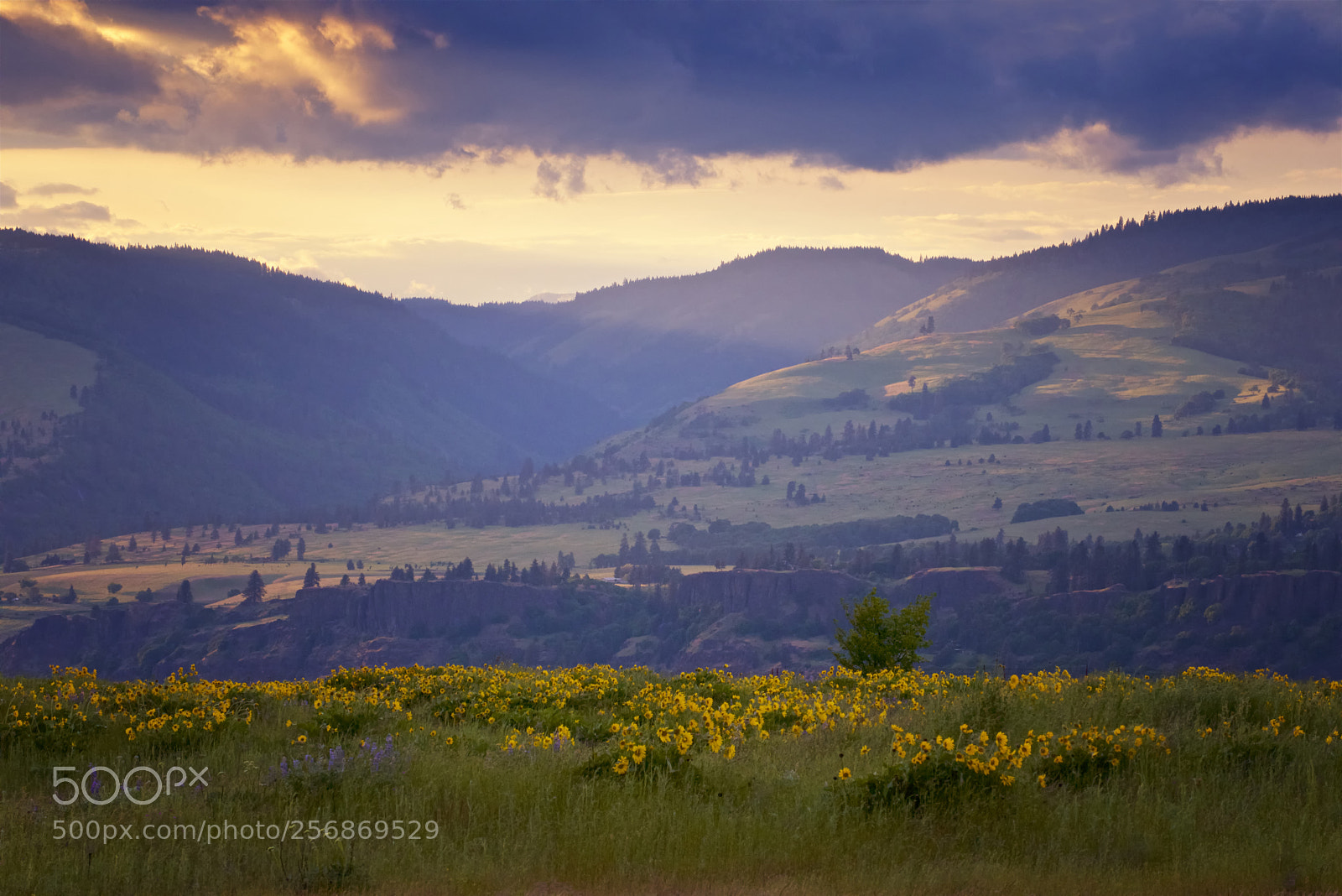 Nikon D750 sample photo. Passing storm showers photography