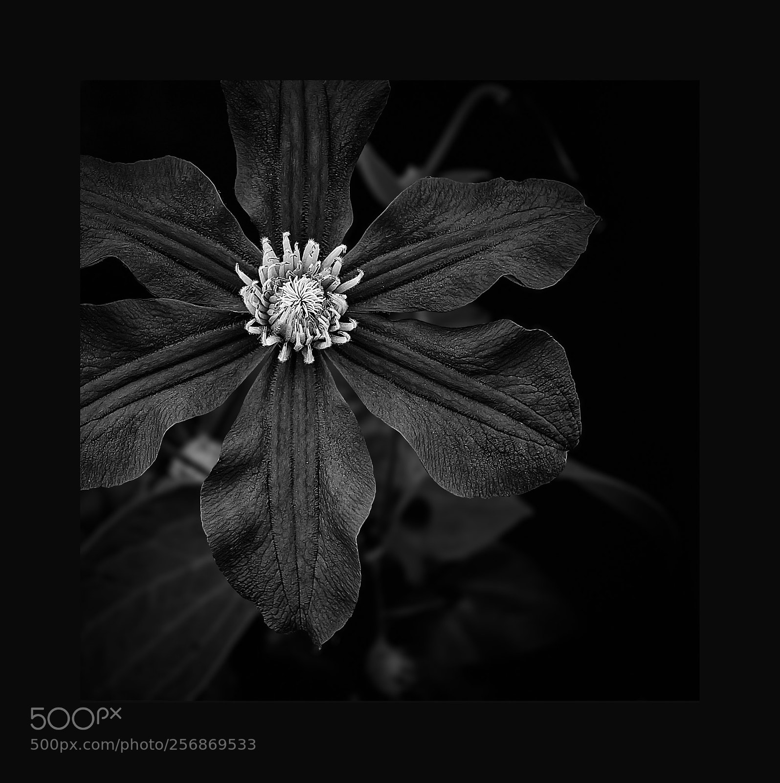 Canon EOS 60D sample photo. Clematis ii photography