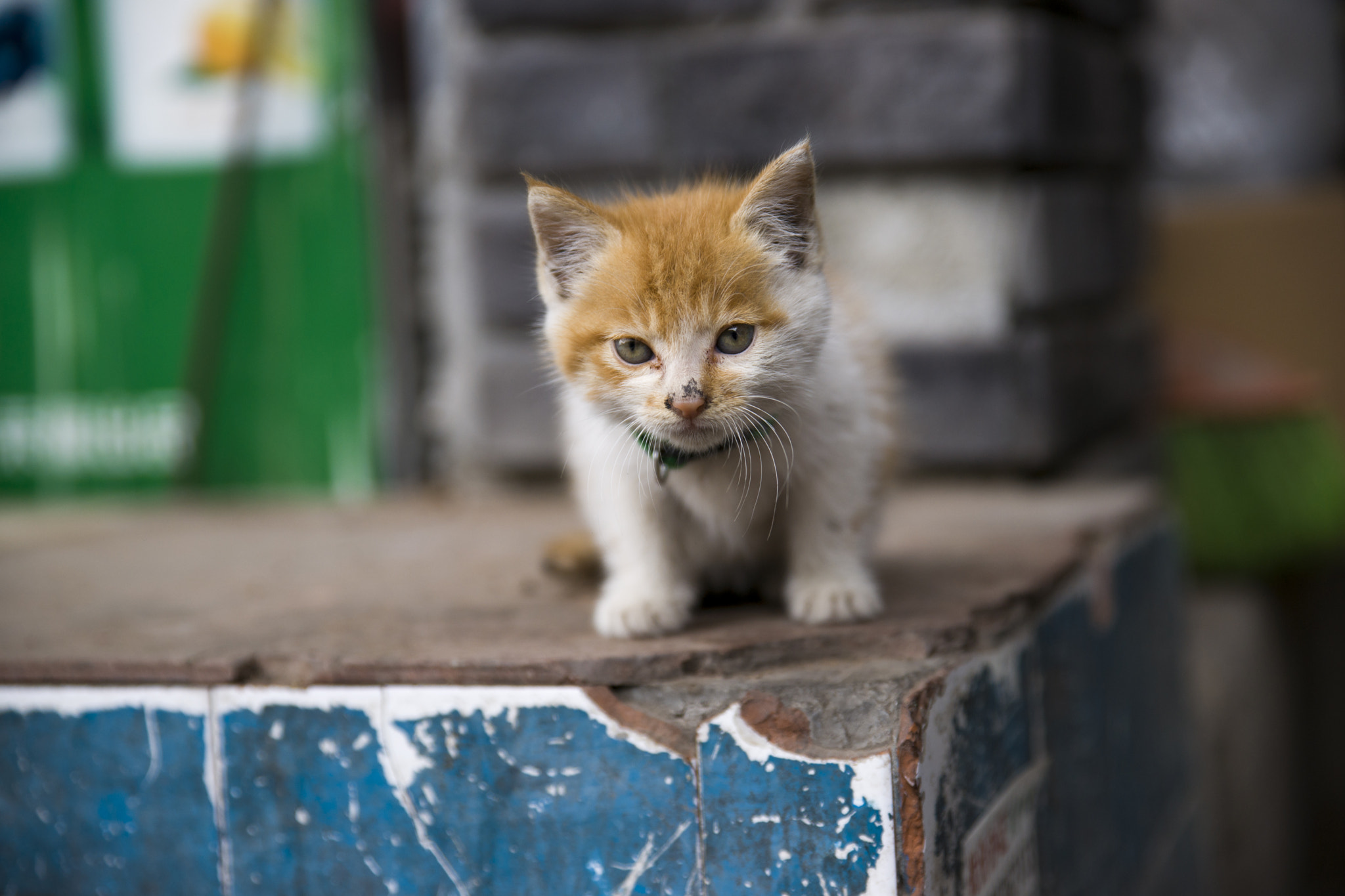 Sony Alpha DSLR-A900 sample photo. Little cat photography