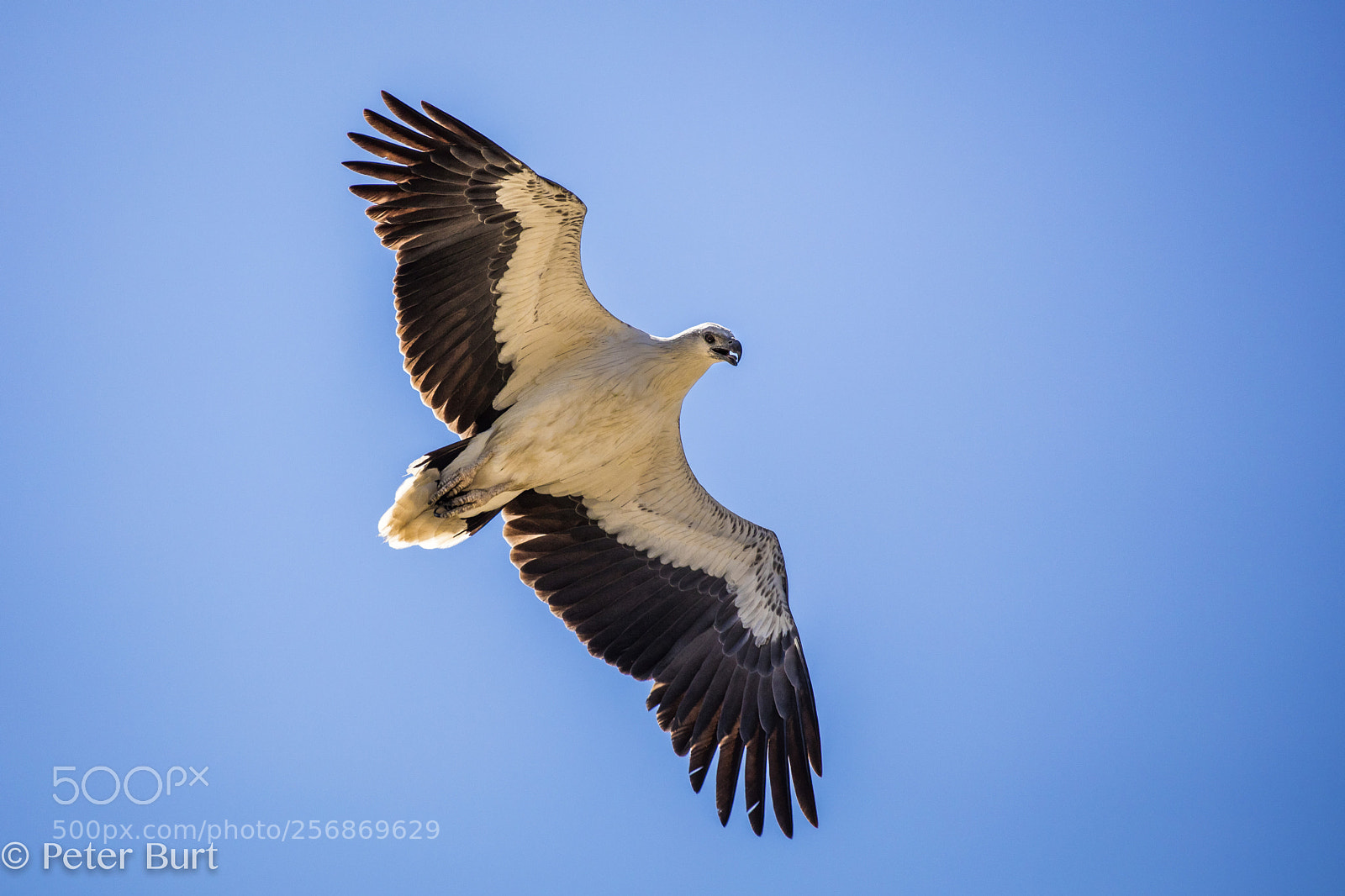 Canon EOS 5DS R sample photo. Sea eagle in flight photography