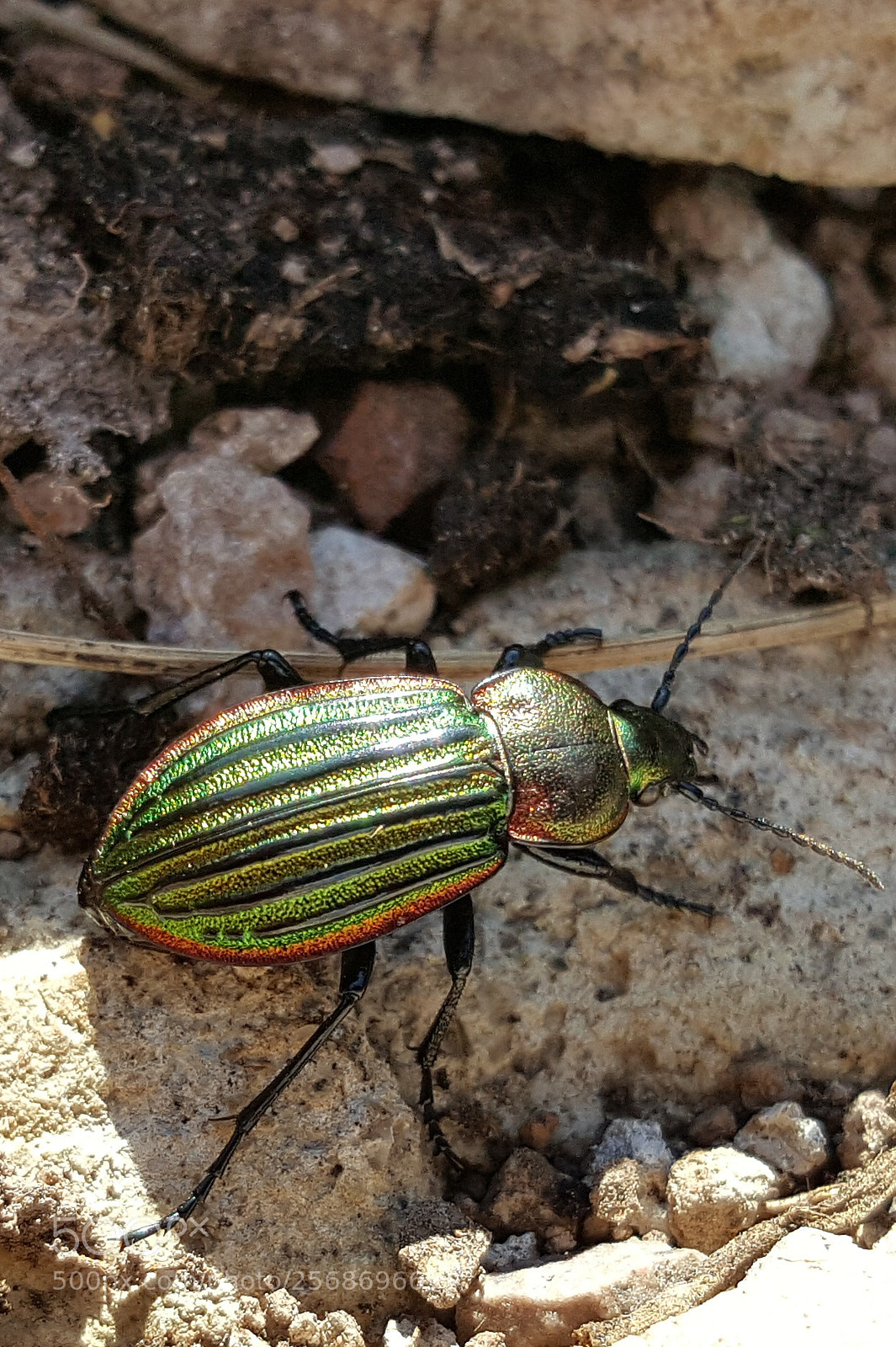 Samsung Galaxy S6 sample photo. Carabus nitens photography