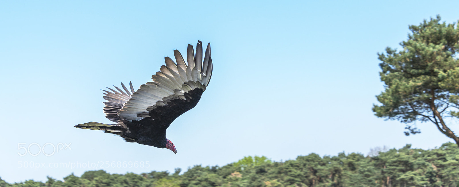 Nikon D850 sample photo. Freedom photography