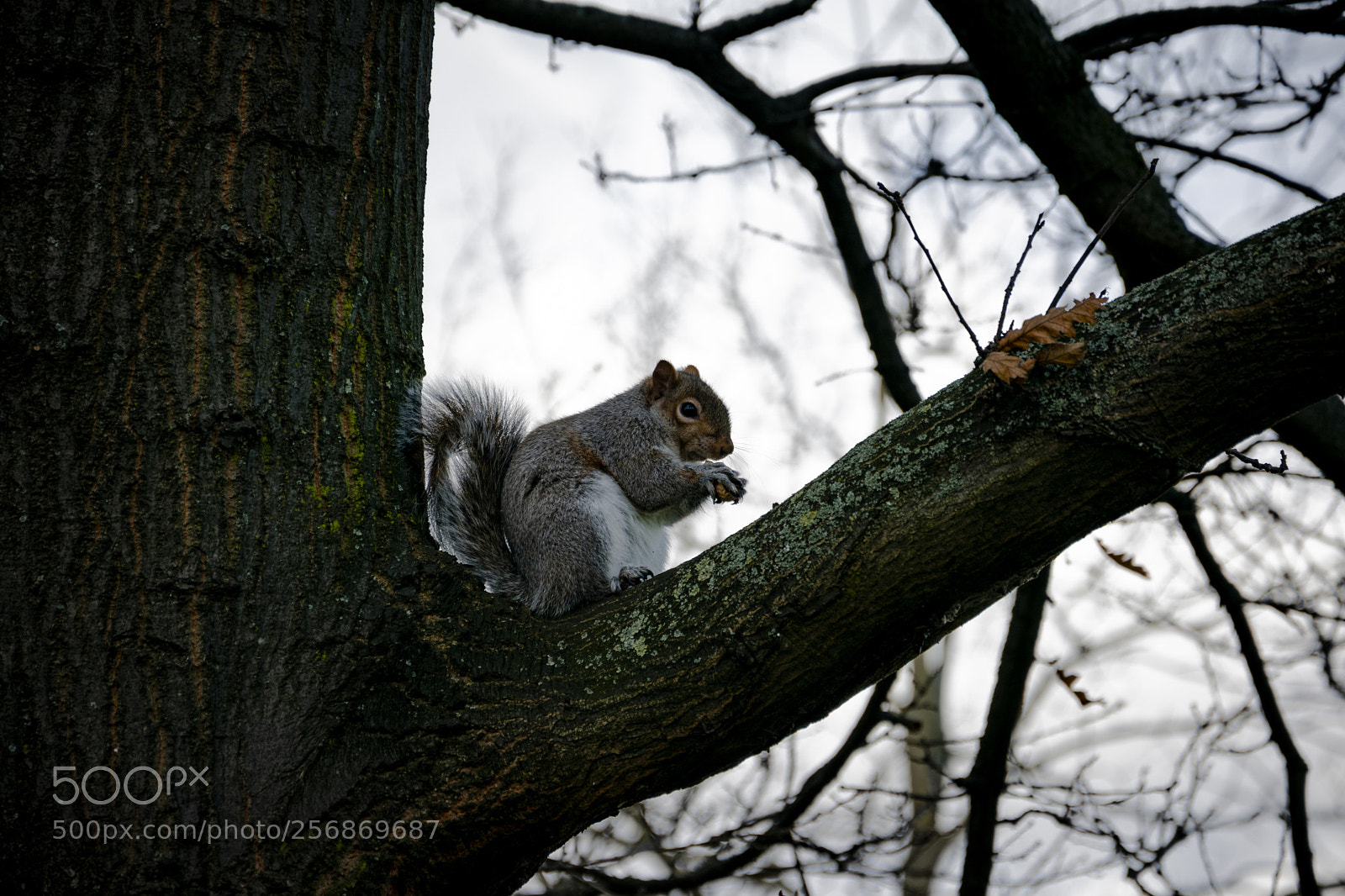 Nikon D3300 sample photo. Scoiattolo, londra photography