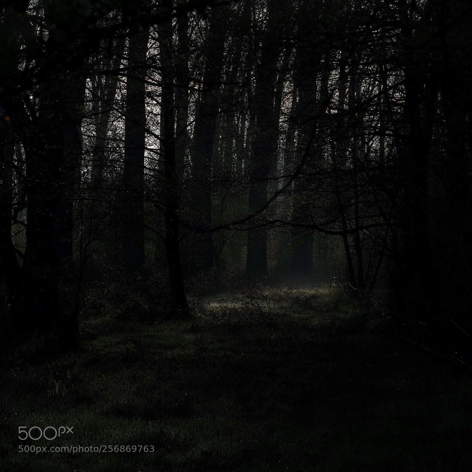 Nikon D750 sample photo. Forest39 photography