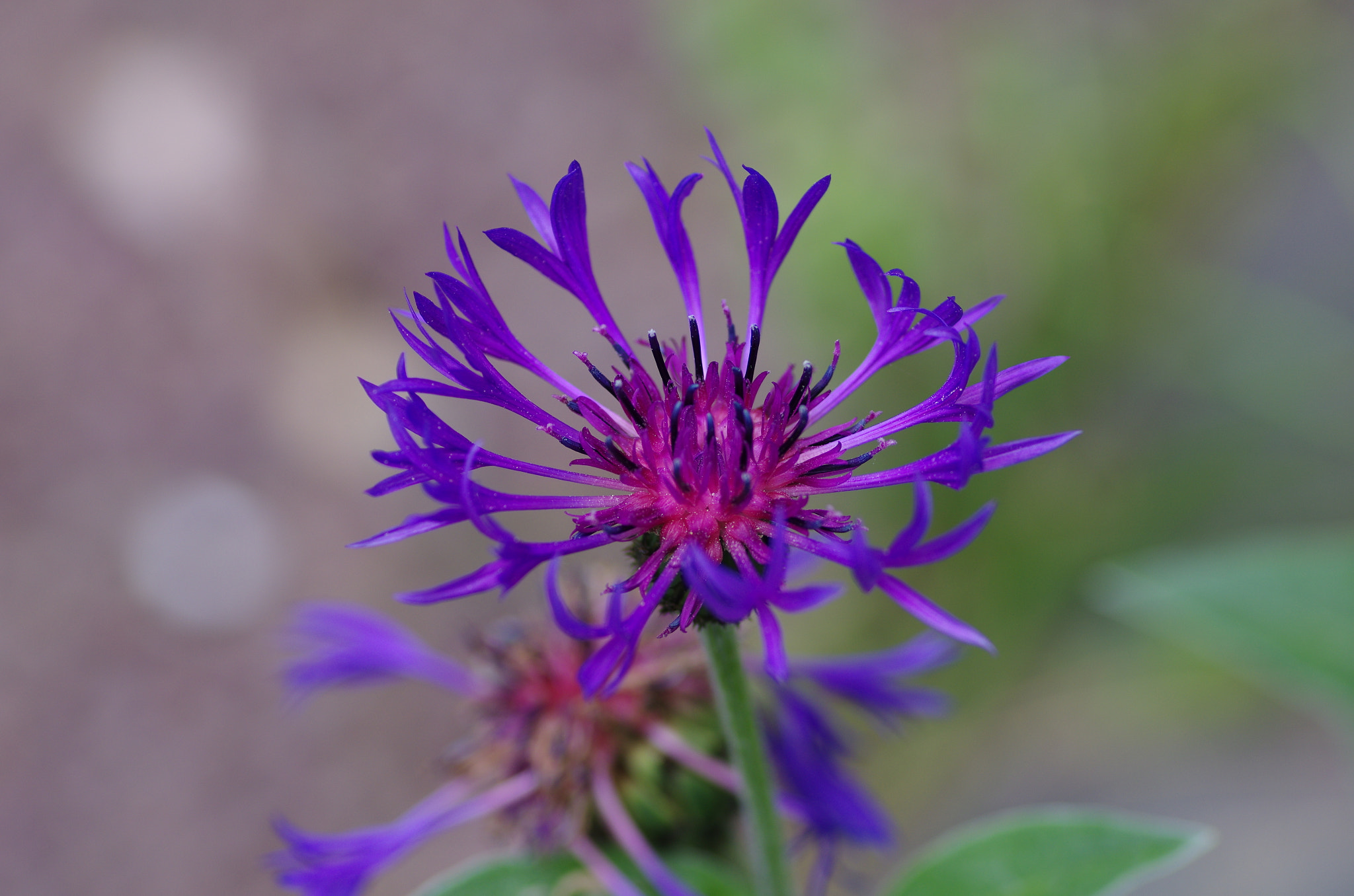 Pentax K-5 + Pentax smc D-FA 100mm F2.8 Macro WR sample photo. Flower in my garden photography