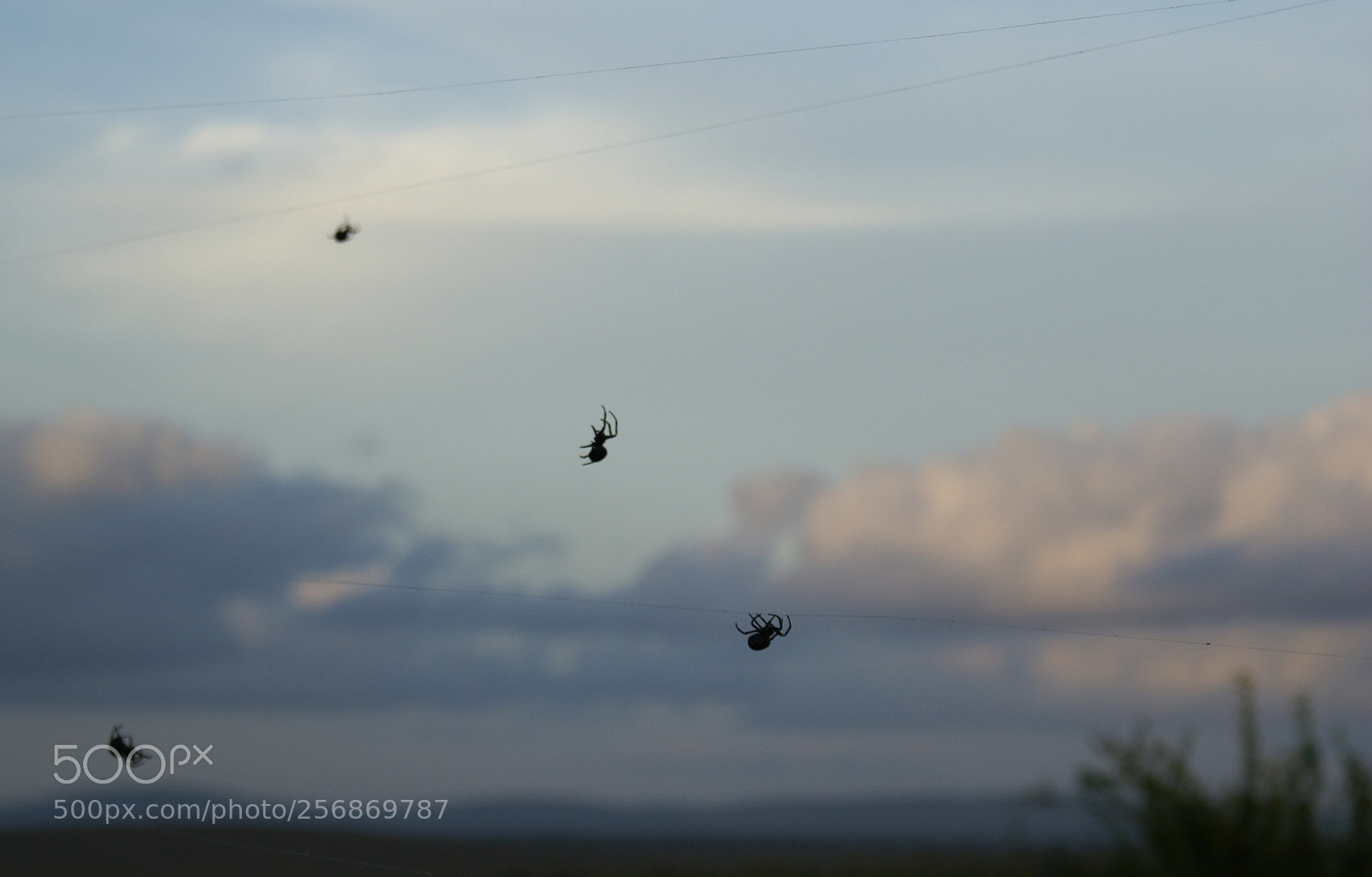 Sony Alpha DSLR-A100 sample photo. Spider pig photography