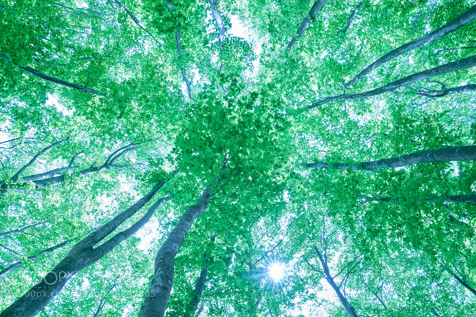 Sony a7R III sample photo. Forest of japanese beech photography