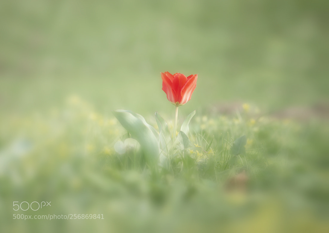 Nikon D610 sample photo. Moscow steppe photography