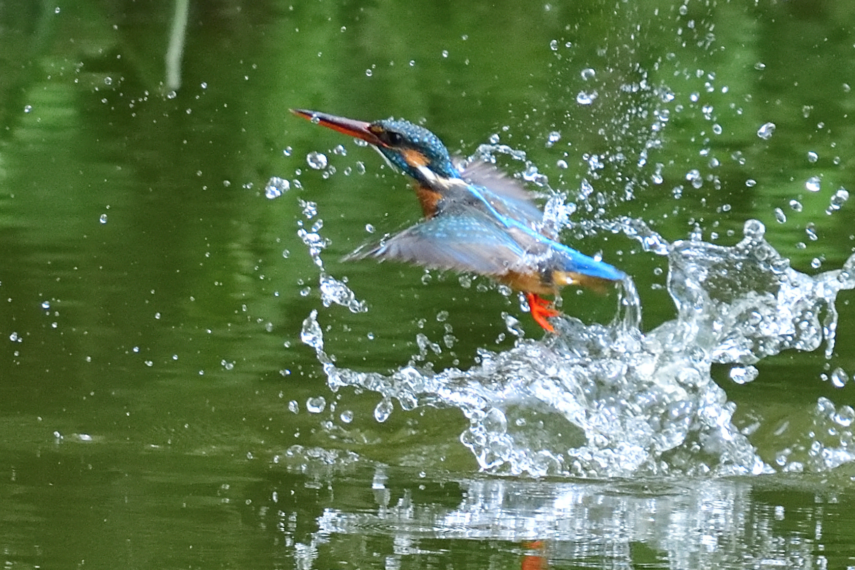 Nikon Nikkor AF-S 300mm F4E PF ED VR sample photo. Kingfisher 翡翠 photography