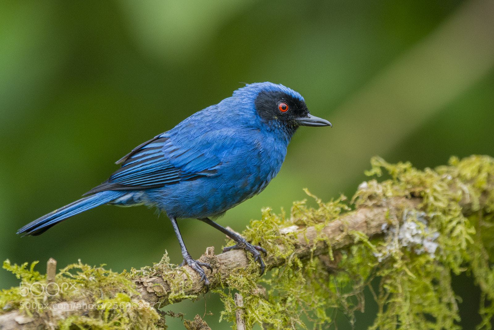 Nikon D7100 sample photo. Masked flowerpiercer photography
