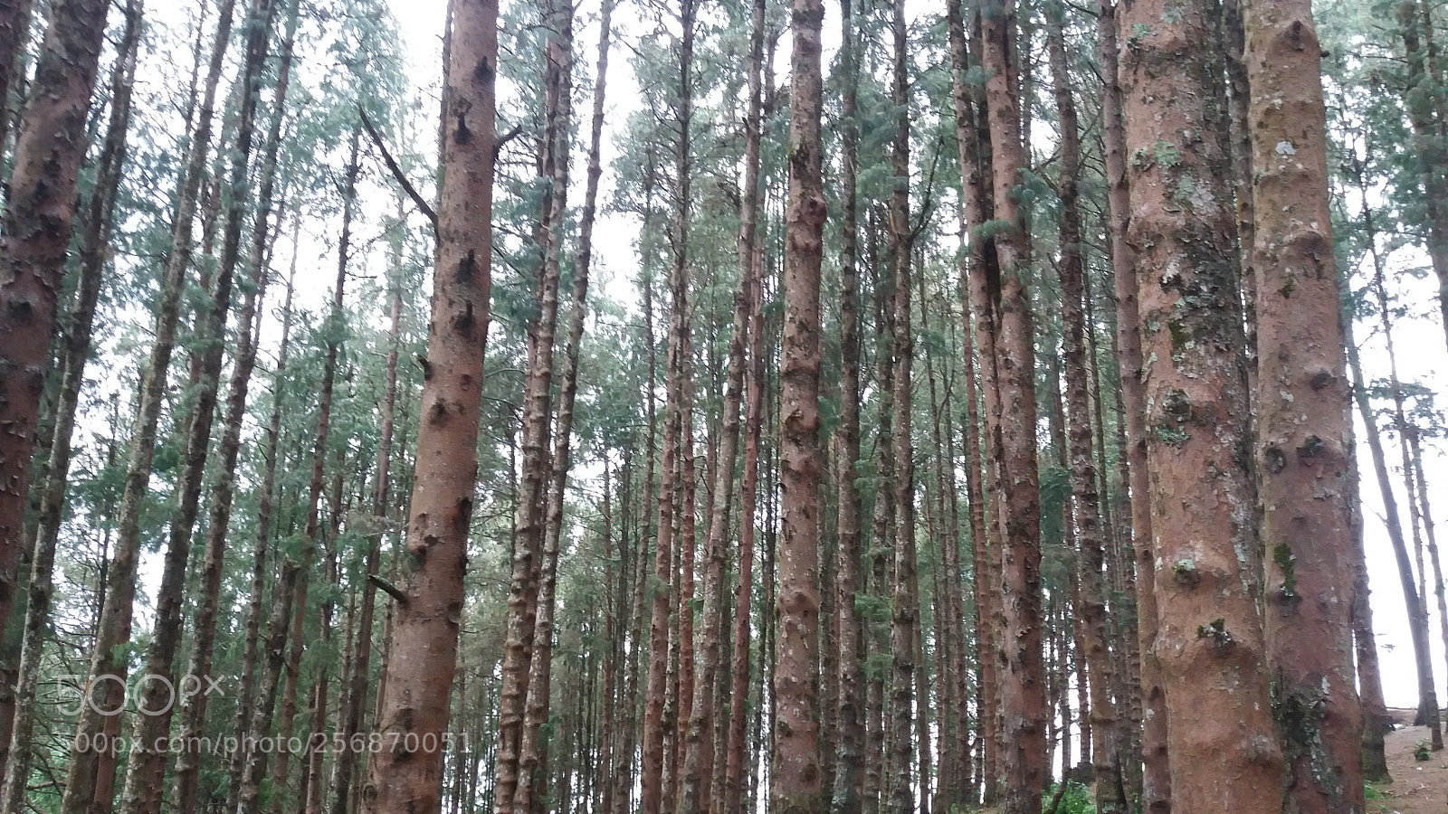 Samsung Galaxy J5 sample photo. Pine forest photography