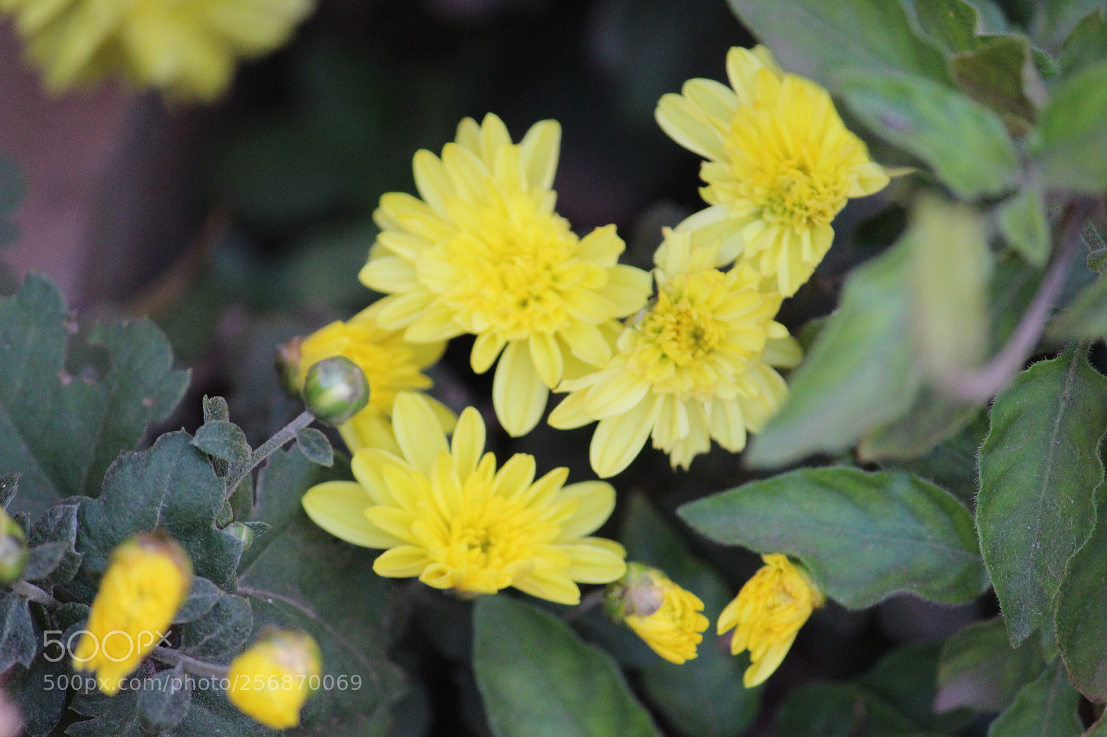 Canon EF-S 55-250mm F4-5.6 IS II sample photo. Beautiful flower at house photography