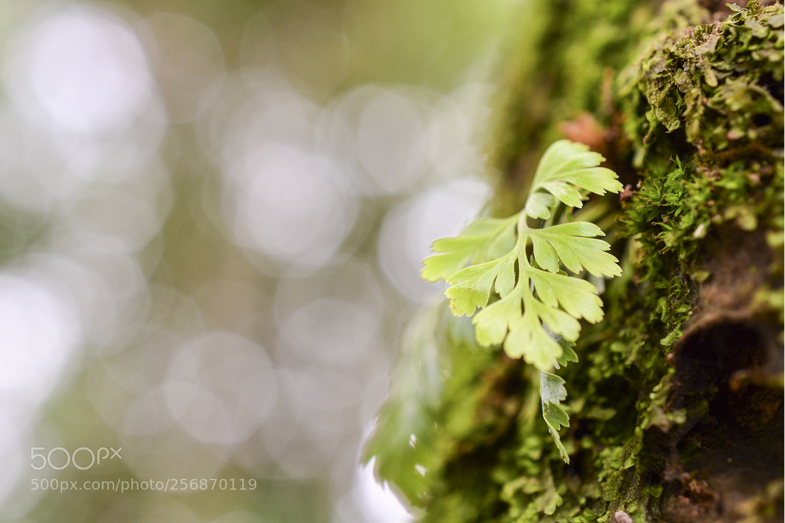 Nikon D5200 sample photo. Plant photography