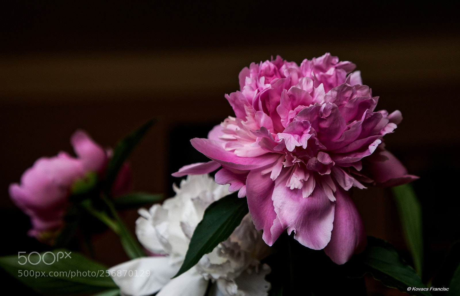 Canon EOS 5D Mark II sample photo. The silence of the photography