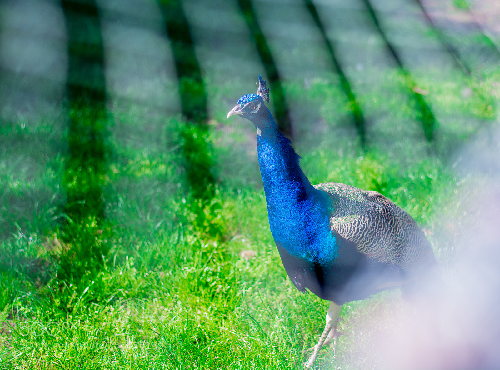 Nikon D7100 sample photo. Peacock photography