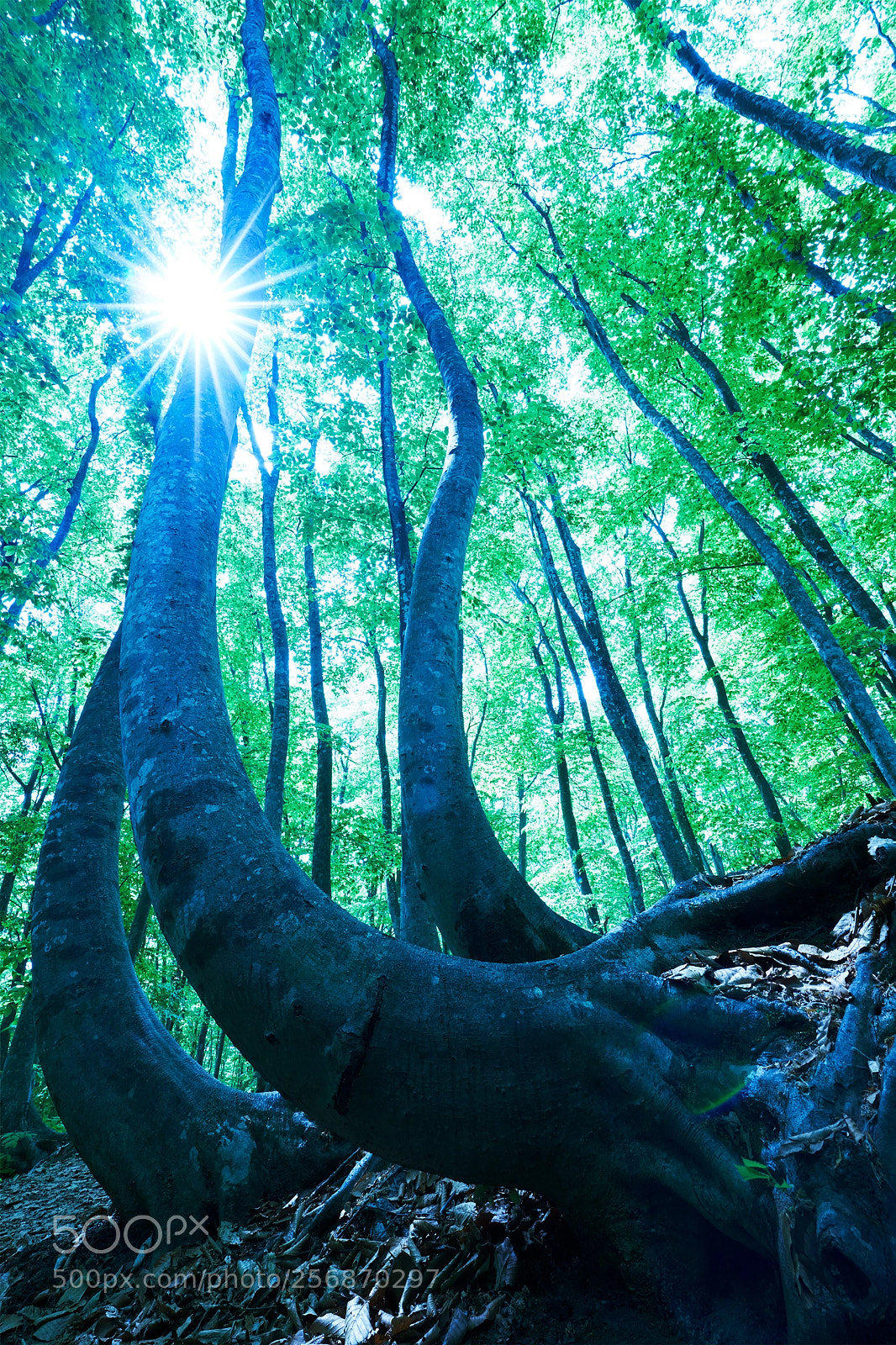 Sony a7R III sample photo. Forest of japanese beech photography