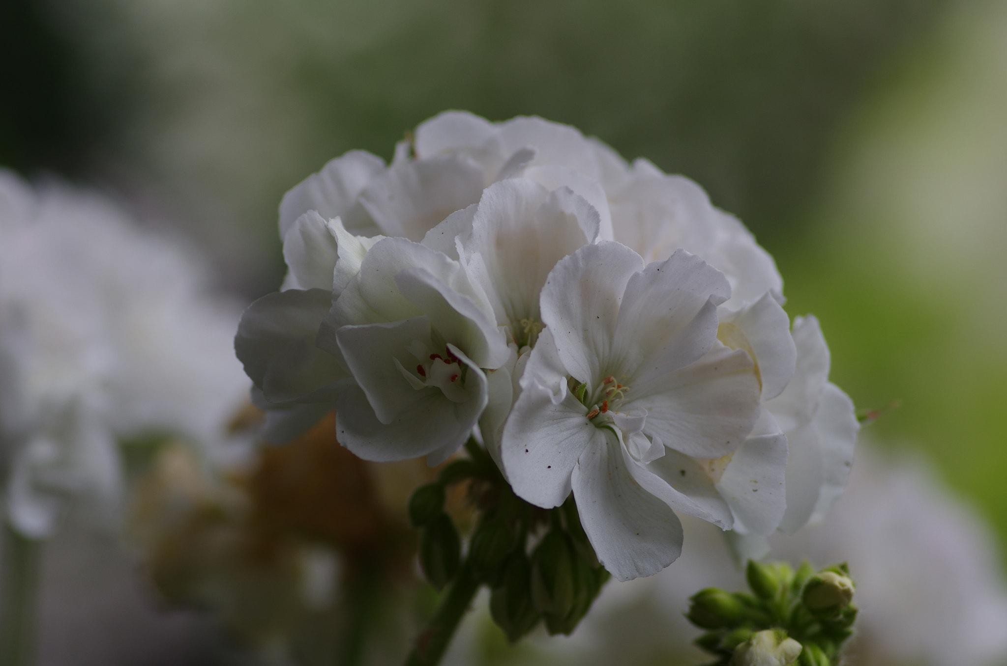 Pentax smc D-FA 100mm F2.8 Macro WR sample photo. White flower photography