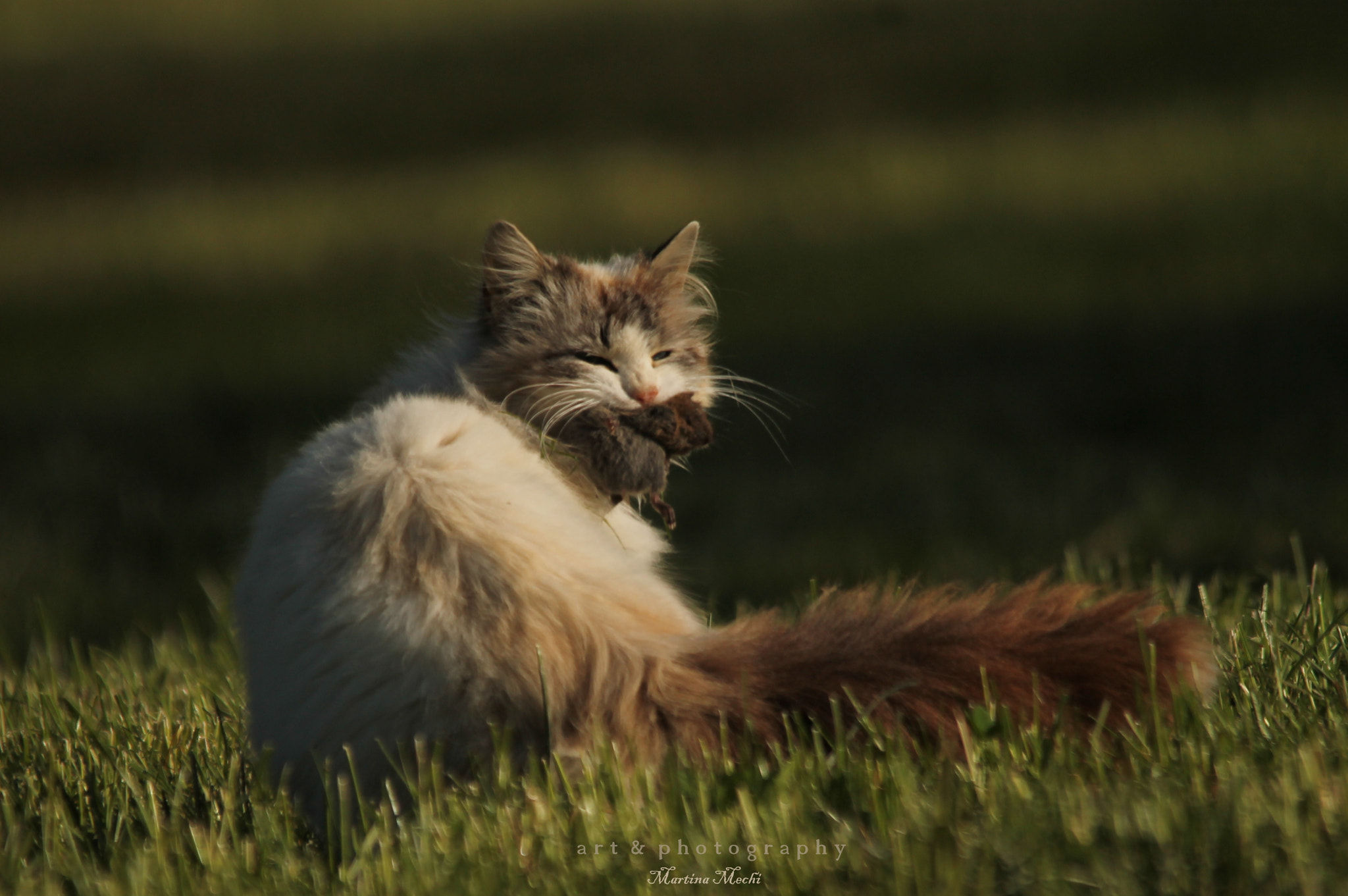 Sigma 150-500mm F5-6.3 DG OS HSM sample photo. * breakfast * photography