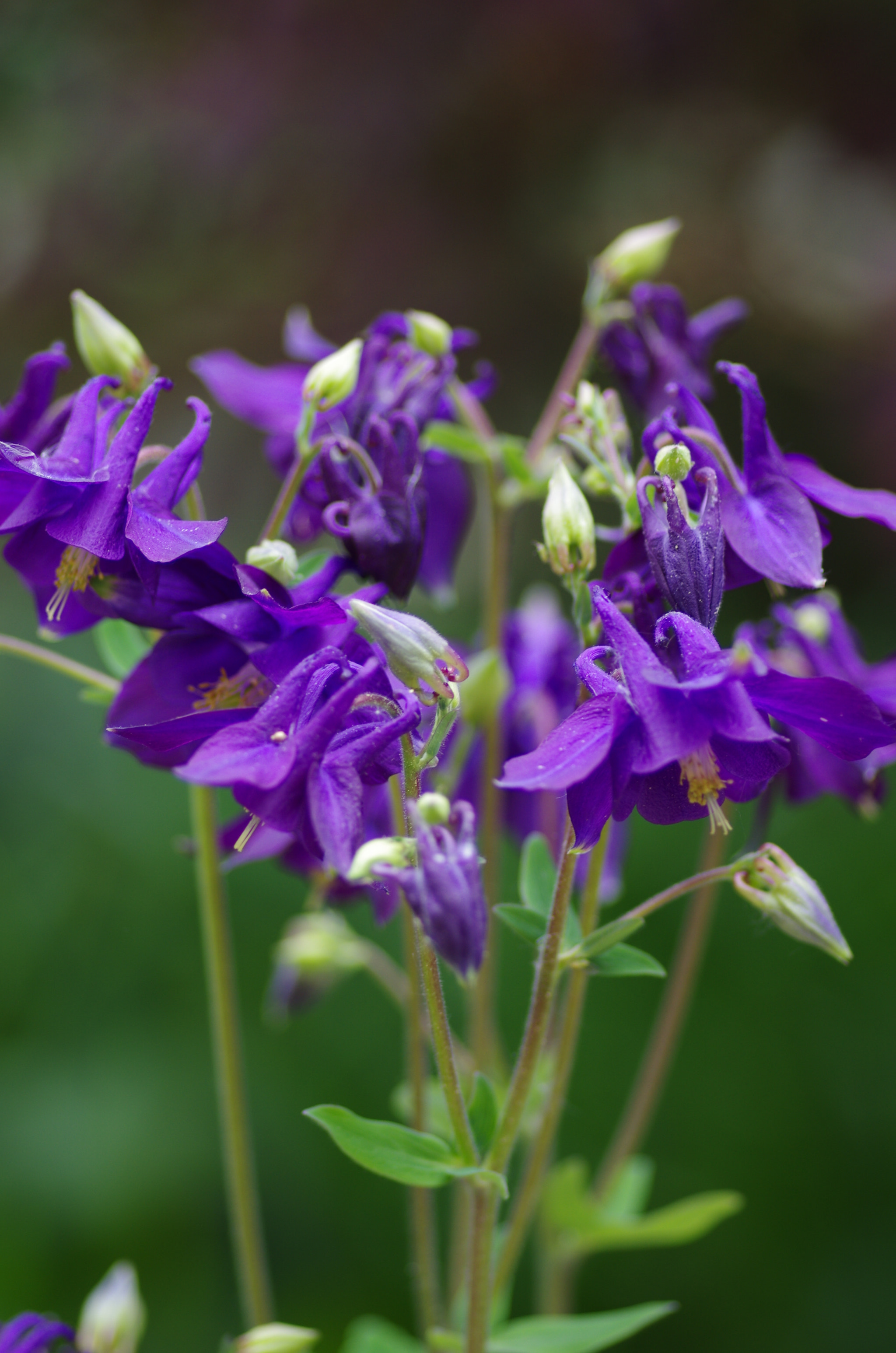 Pentax smc D-FA 100mm F2.8 Macro WR sample photo. Purple flower photography