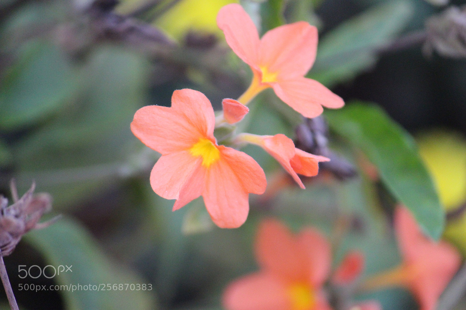 Canon EF-S 55-250mm F4-5.6 IS II sample photo. Beautiful flower at house photography