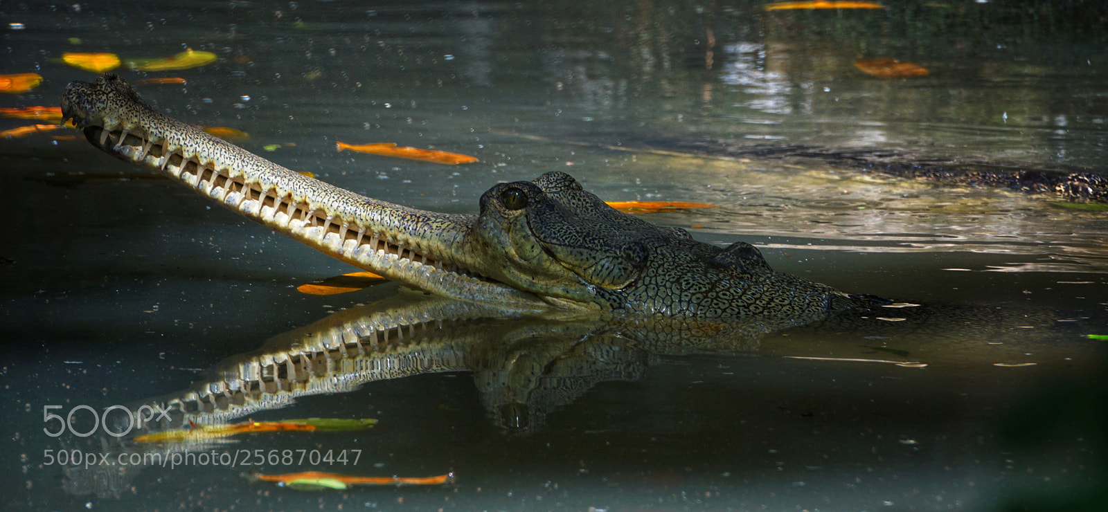 Sony a6000 sample photo. Croc face lift photography