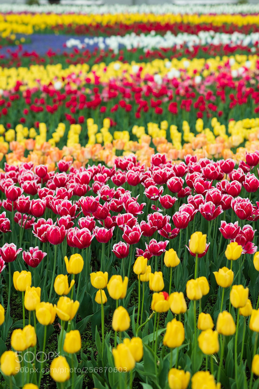 Nikon D850 sample photo. River of color photography