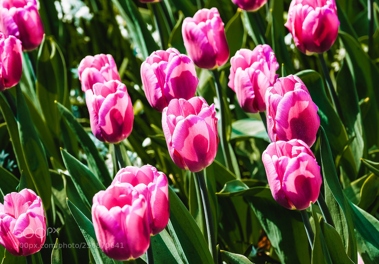Olympus OM-D E-M1 Mark II sample photo. Flowers photography